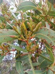 Eucalyptus staeri