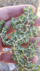 Euphorbia ocellata ocellata