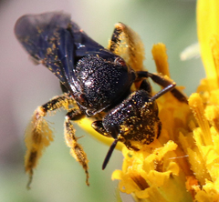 Protandrena aethiops