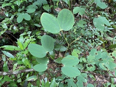 Bauhinia purpurea