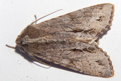 Ichneutica ustistriga