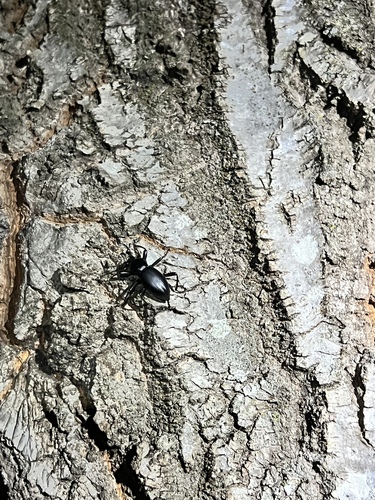 iNaturalist observation photo of Coelocnemis