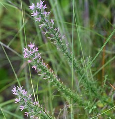 Liatris carrizana
