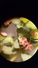 Euphorbia ocellata ocellata