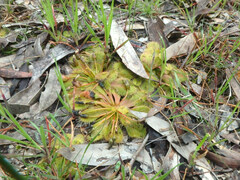 Drosera whittakeri