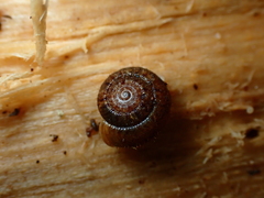 Neophenacohelix ziczac
