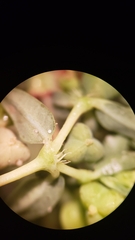 Euphorbia ocellata ocellata