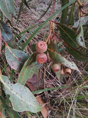 Eucalyptus staeri