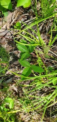 Fragaria virginiana