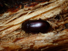 Uloma tenebrionoides
