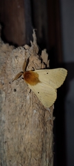 Lemonia taraxaci