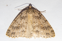 Pseudocoremia rudisata ampla