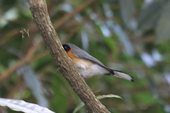 Symposiachrus trivirgatus