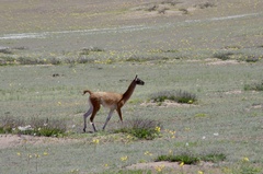 Lama guanicoe