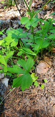 Ranunculus recurvatus