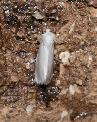 Tipanaea patulella