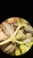 Euphorbia ocellata ocellata