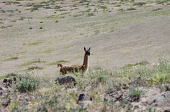Lama guanicoe
