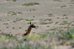 Lama guanicoe