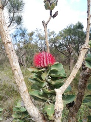 Banksia coccinea