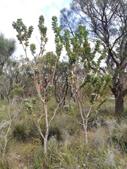 Banksia coccinea