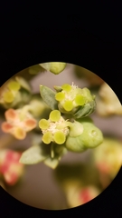 Euphorbia ocellata ocellata