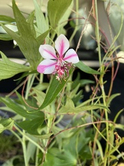 Oenothera lindheimeri