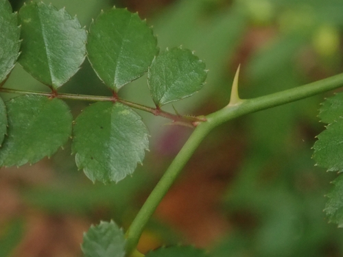 Rosa paniculigera iNat (3)