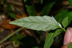 Ruellia repens