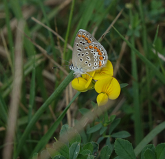 Lotus corniculatus