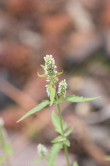 Agastache micrantha