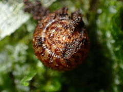 Allodiscus dimorphus