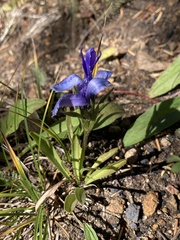 Gentianopsis barbellata