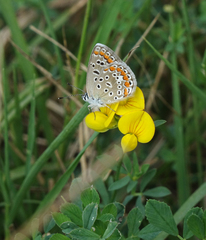 Lotus corniculatus