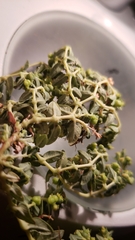 Euphorbia ocellata ocellata