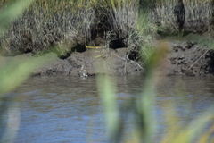 Malaclemys terrapin terrapin