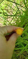 Pilosella aurantiaca