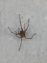 Kukulcania hibernalis