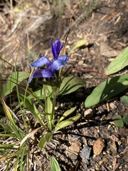Gentianopsis barbellata