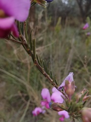 Gompholobium scabrum