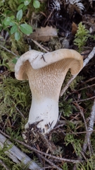 Cantharellus subalbidus