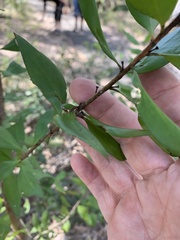 Persoonia stradbrokensis