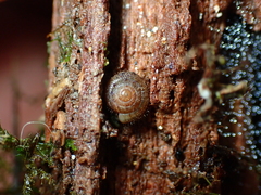 Neophenacohelix ziczac