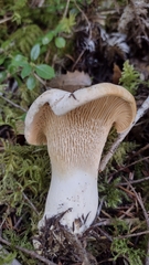 Cantharellus subalbidus