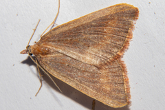 Xanthorhoe occulta