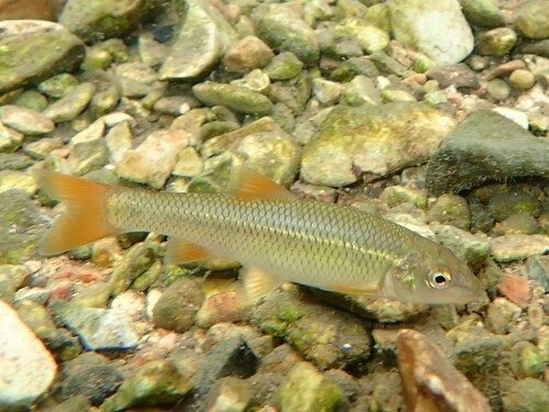 Redspot Chub