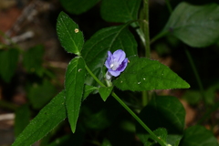 Ruellia repens