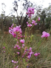 Gompholobium scabrum