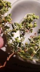 Euphorbia ocellata ocellata