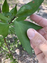 Persoonia stradbrokensis